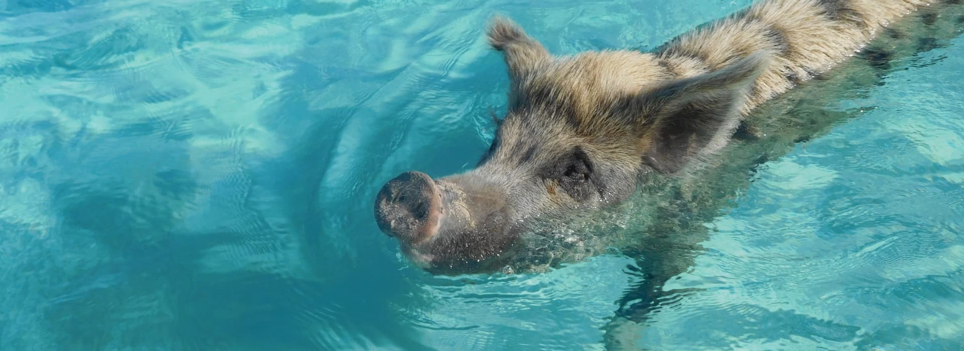 Swimming with a pig at big major cay bahamas