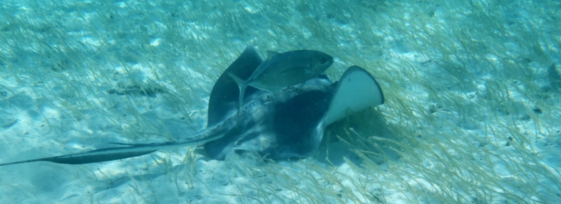 Caribbean Sealife Snorkelling